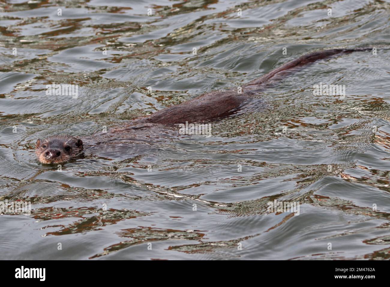 OTTER (Lutra lutra) swimming in a harbour, UK. Stock Photo