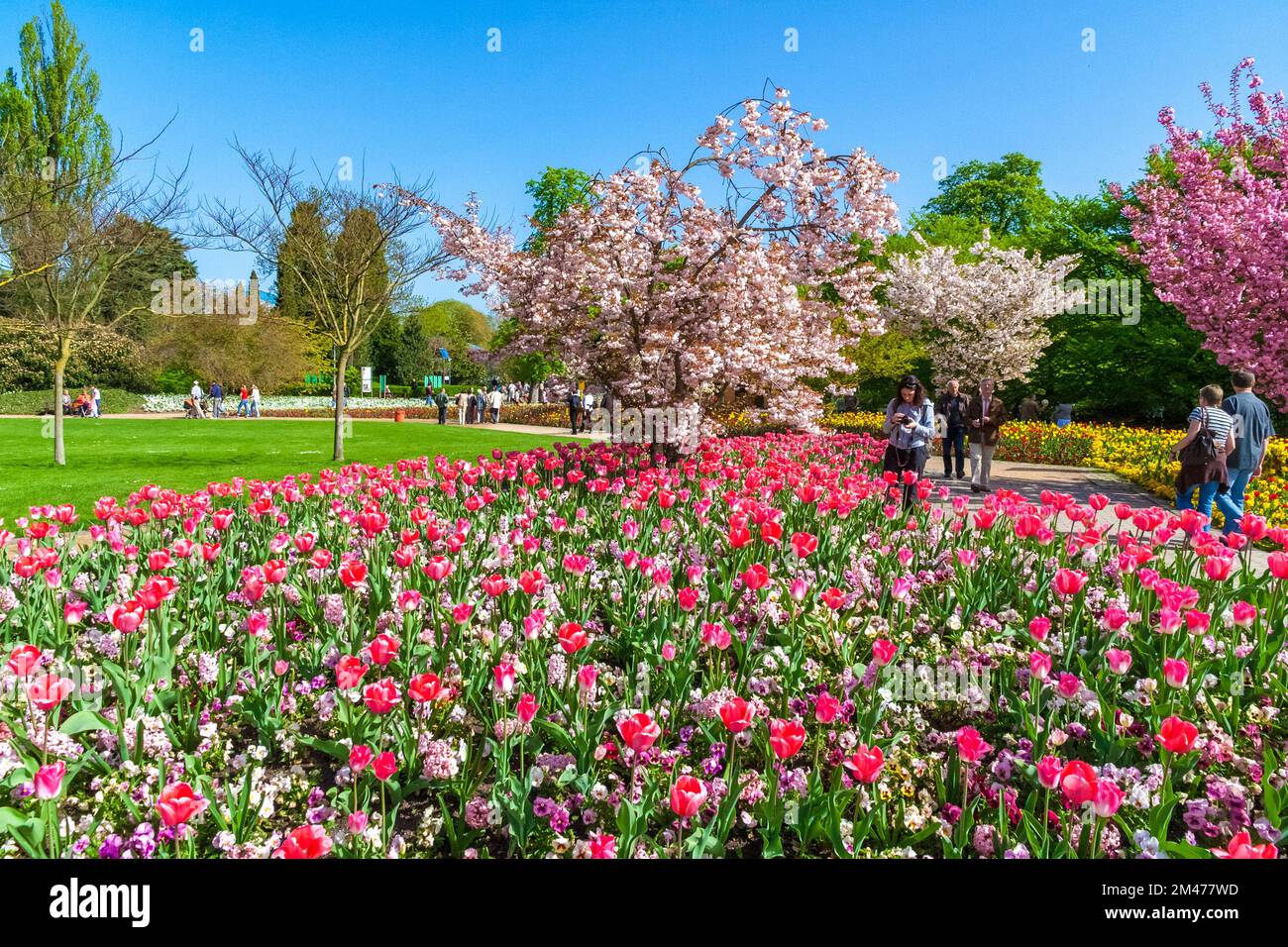 Picturesque view in the park Luisenpark in Mannheim, Germany with a flower bed of hyacinths, garden pansies and pink tulips 'Dynasty', and a blooming... Stock Photo