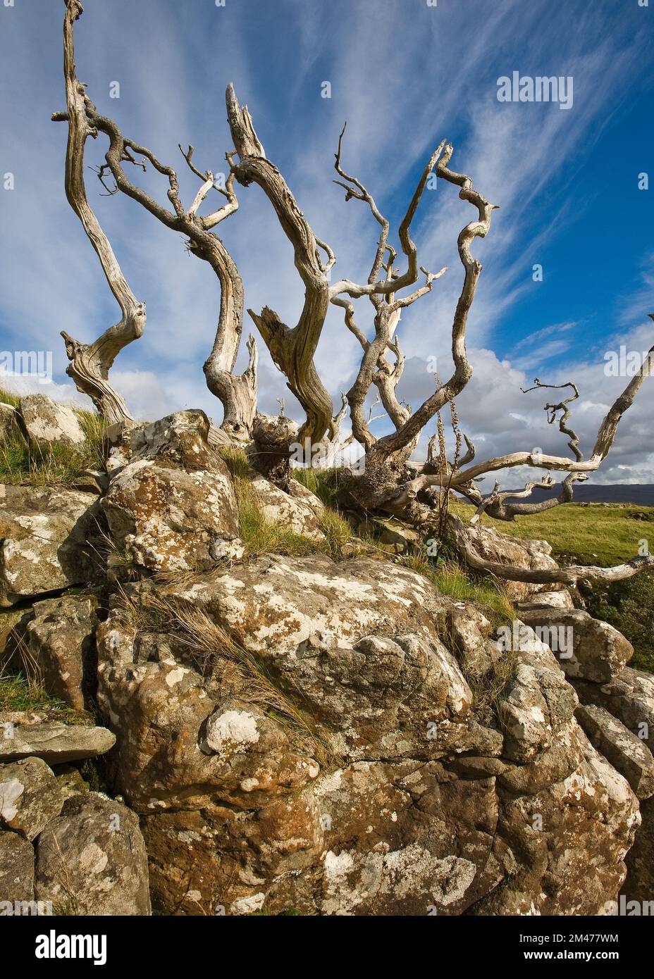 Dead trees, Isle of Mull, Scotland Stock Photo