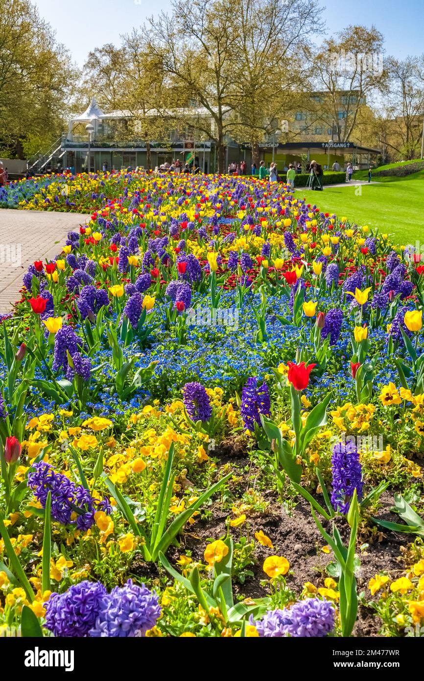 Lovely view of a flower bed with yellow and red tulips, purple ...