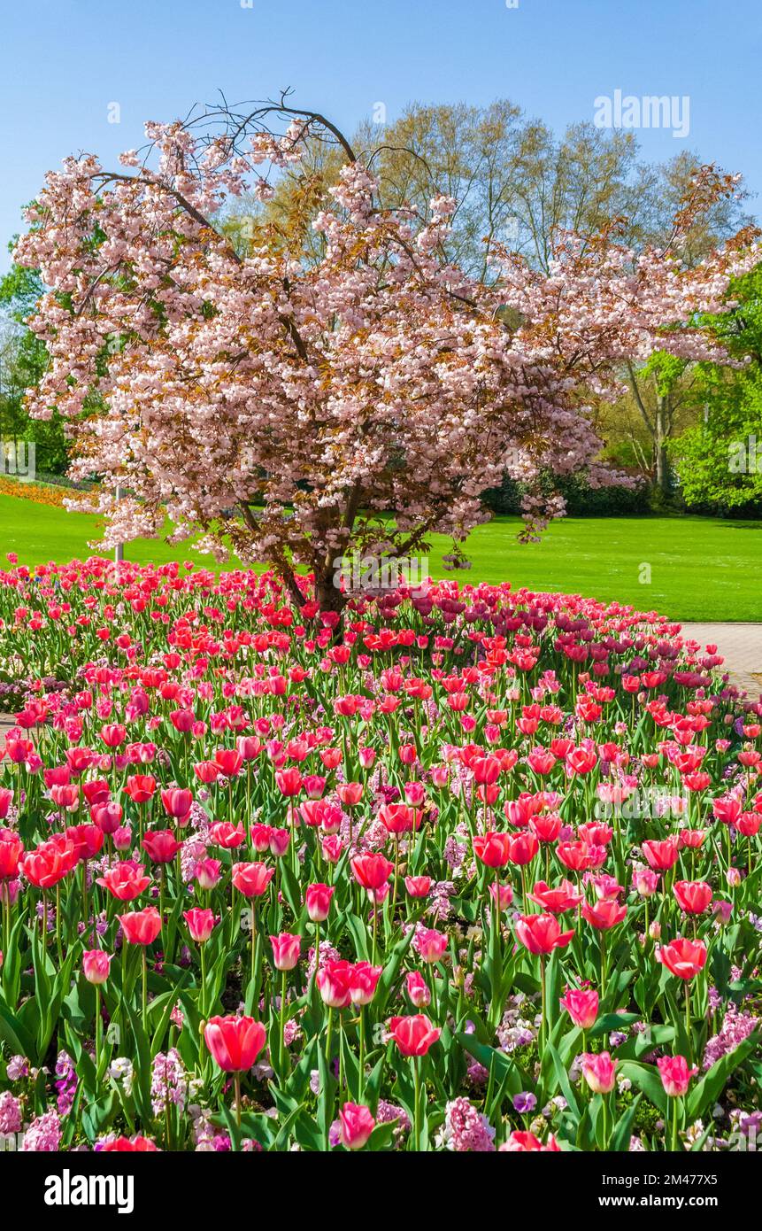 Beautiful view of a cherry tree in bloom in between a flower bed of hyacinths, garden pansies and pink tulips 'Dynasty' in the park Luisenpark on a... Stock Photo