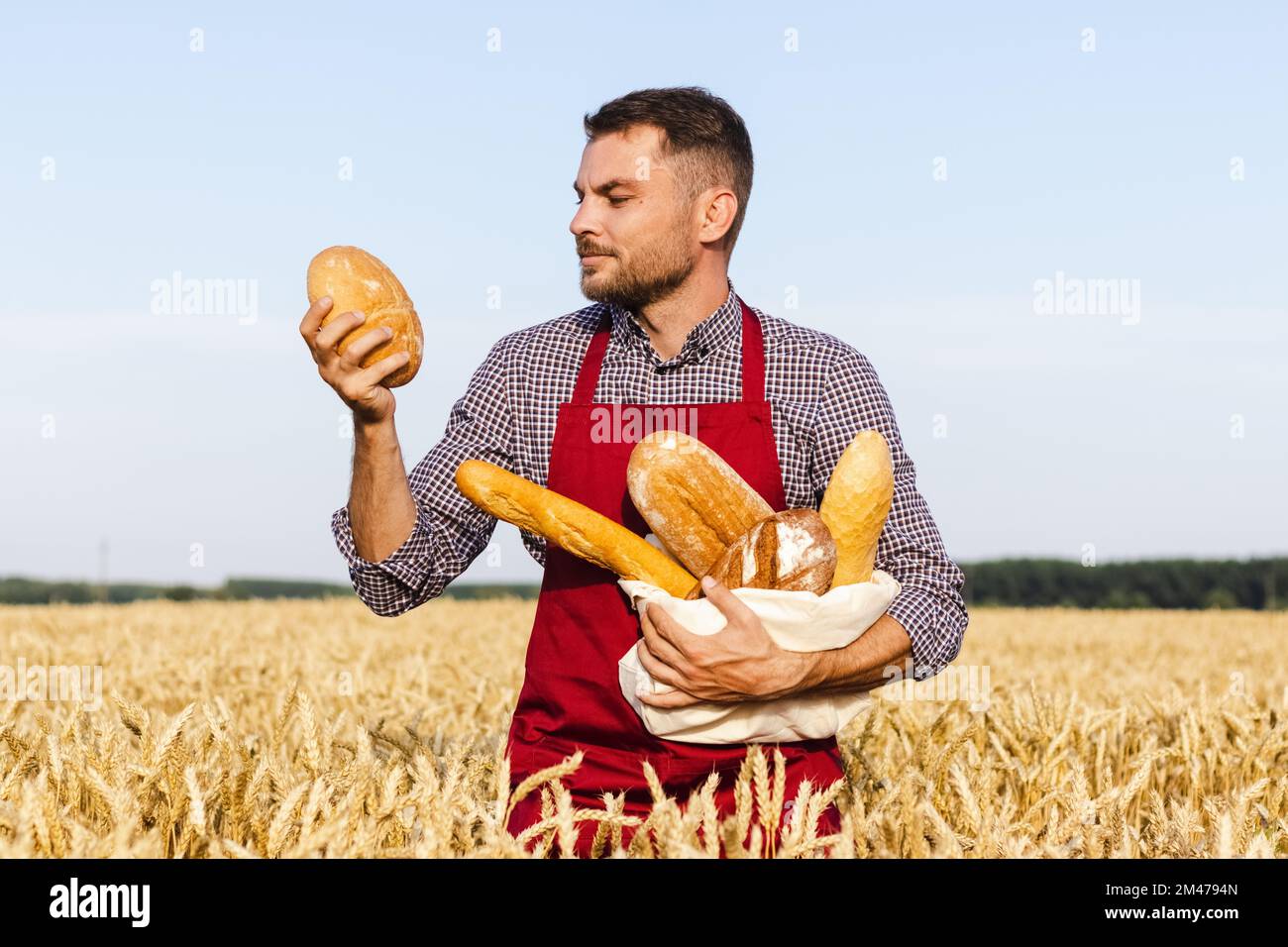 Baker stands in a wheat field and holds loaves of bread in his hands. Farmer looking at loaf of bread. Stock Photo