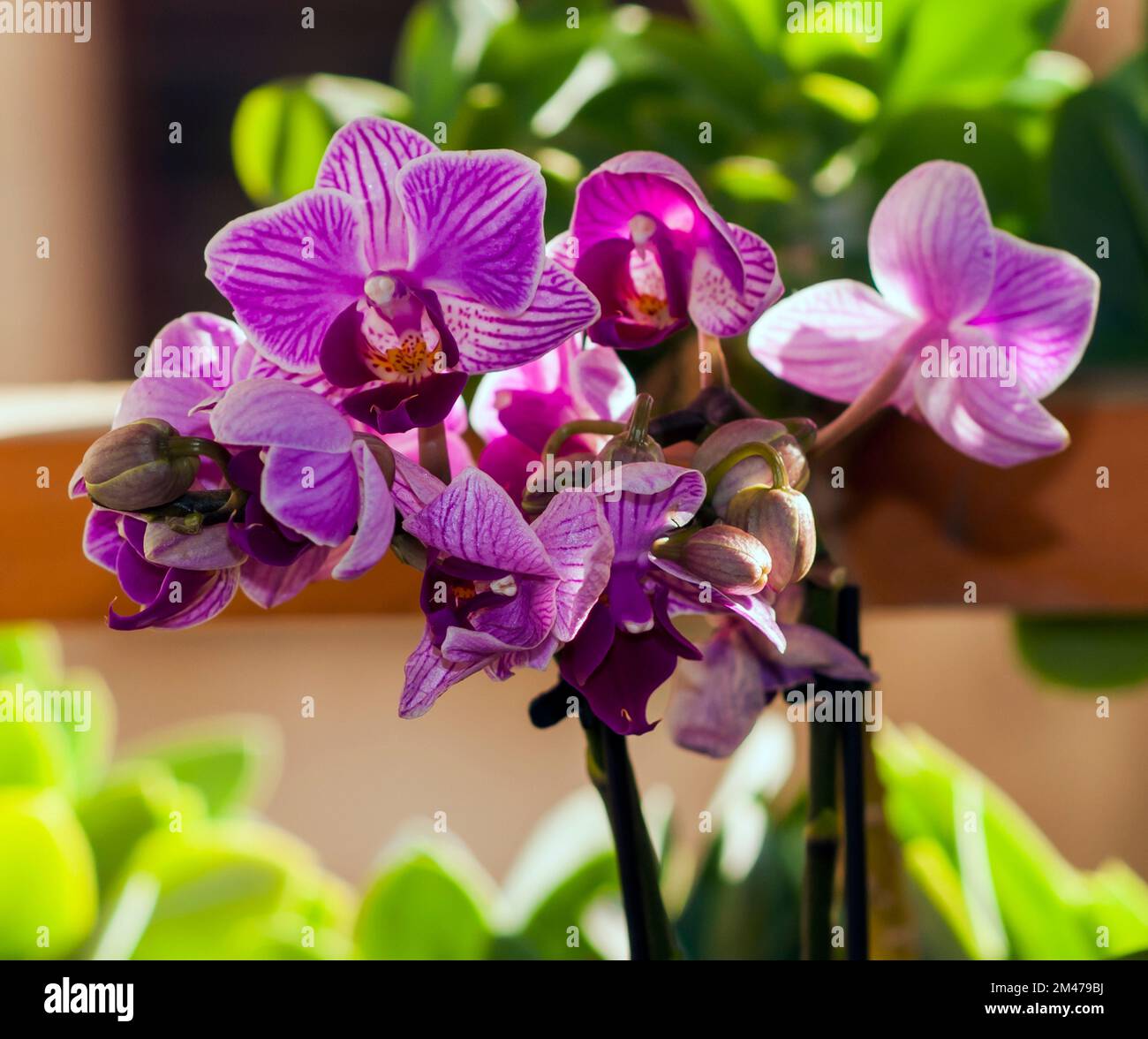 Phalaenopsis orchid (Phalaenopsis sp Stock Photo Alamy