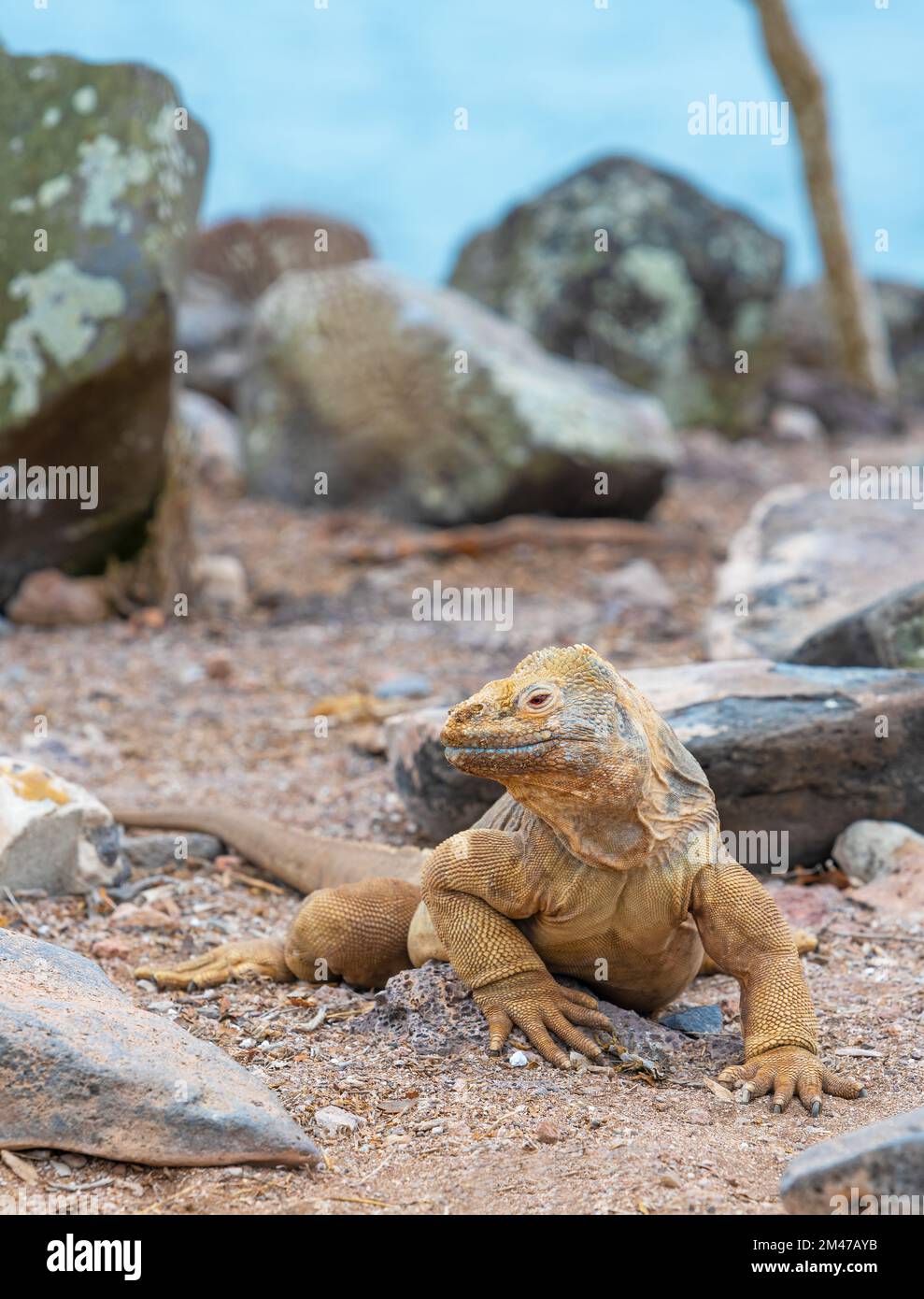 Santa Fe land iguana (Conolophus pallidus) portrait on Santa Fe island, Galapagos national park, Ecuador. Stock Photo