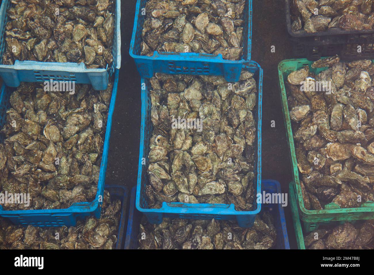 Oyster farm in Arcachon bay. Delicatessen seafood in Aquitaine, France