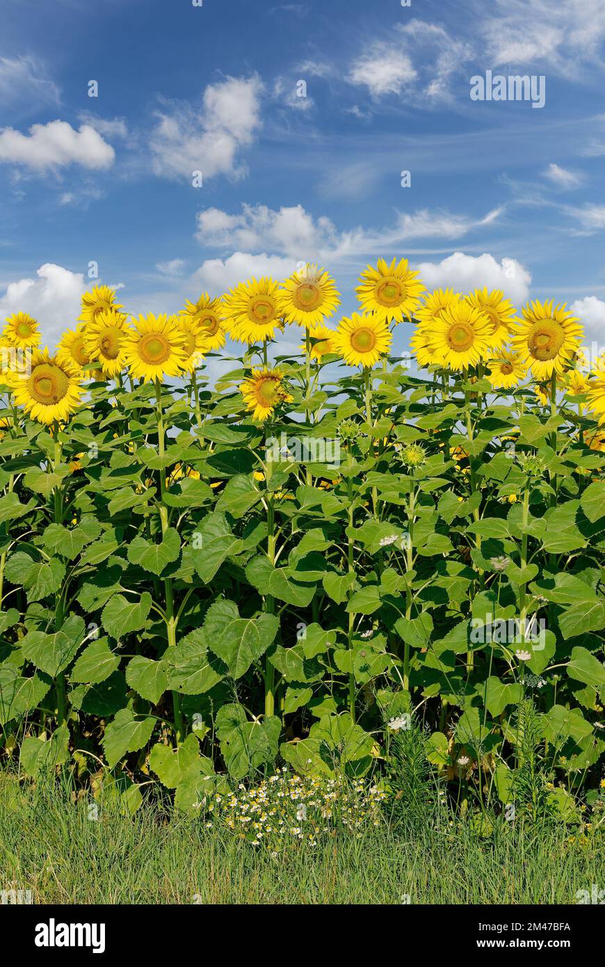 Sunflower italy hi-res stock photography and images - Alamy