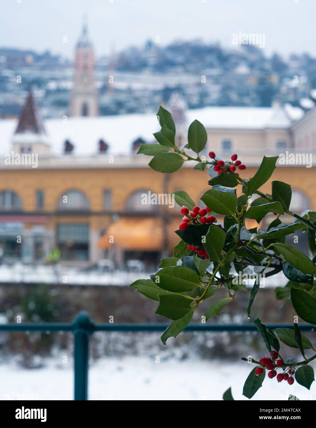 MERANO, ITALY - Coralberry plant (Ardisia Crenata) with a blurred background of the alpine italian city of Merano, Alto Adige, under the snow during t Stock Photo