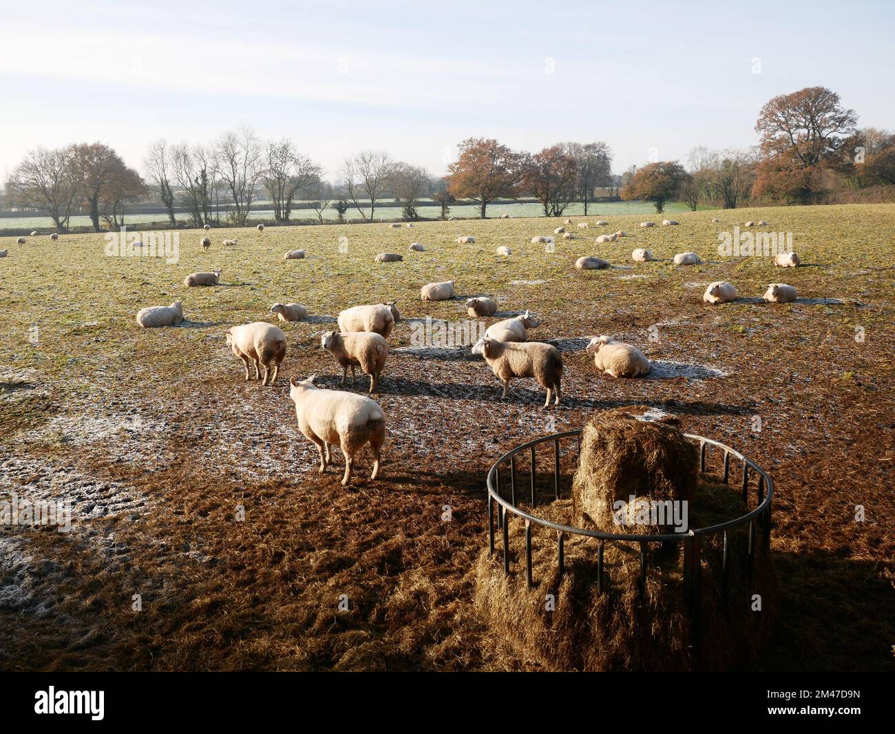 Sheep in a frozen frosty field with winter livestock feed. Stock Photo