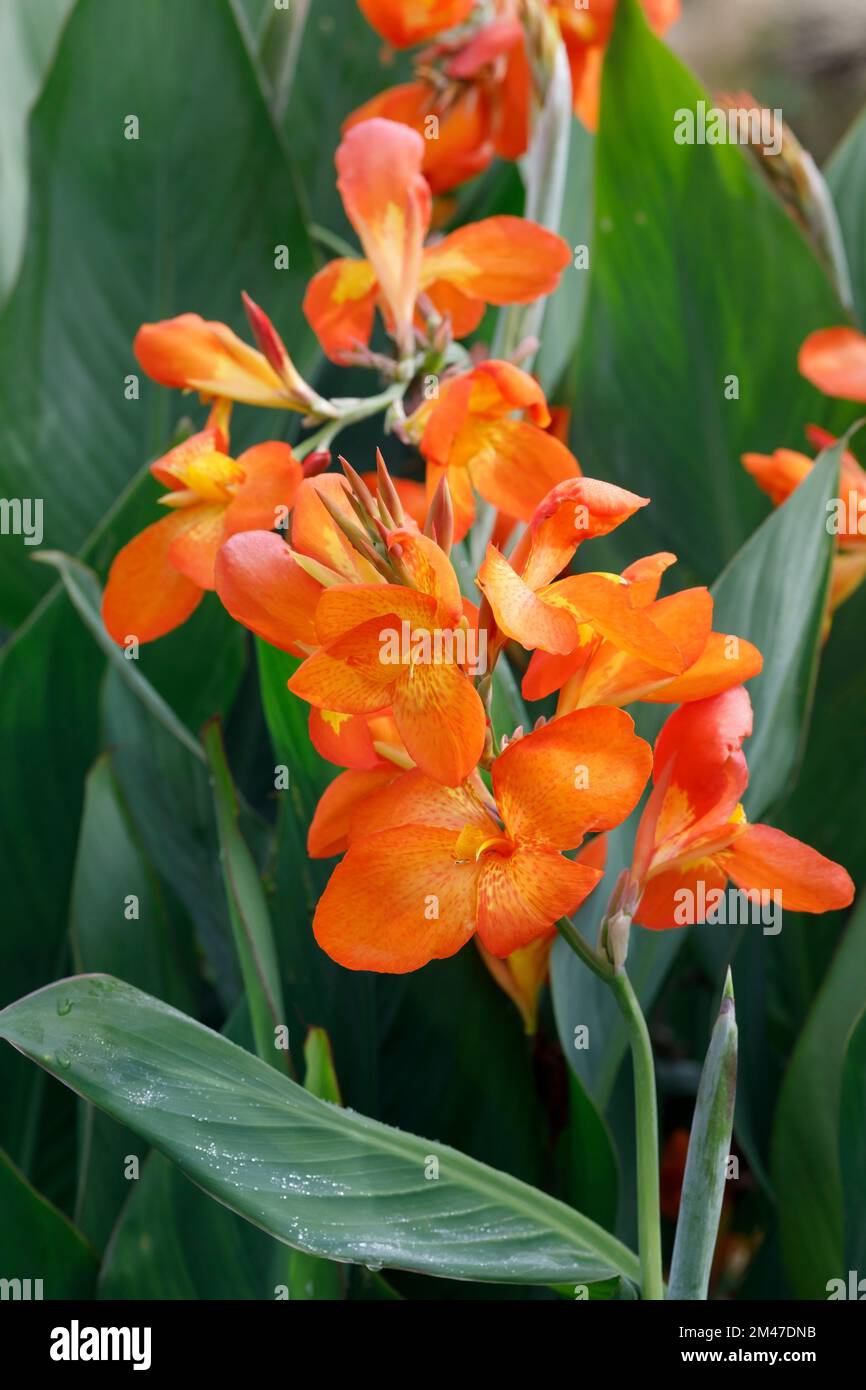 Canna 'Orange Punch' flowers. Stock Photo