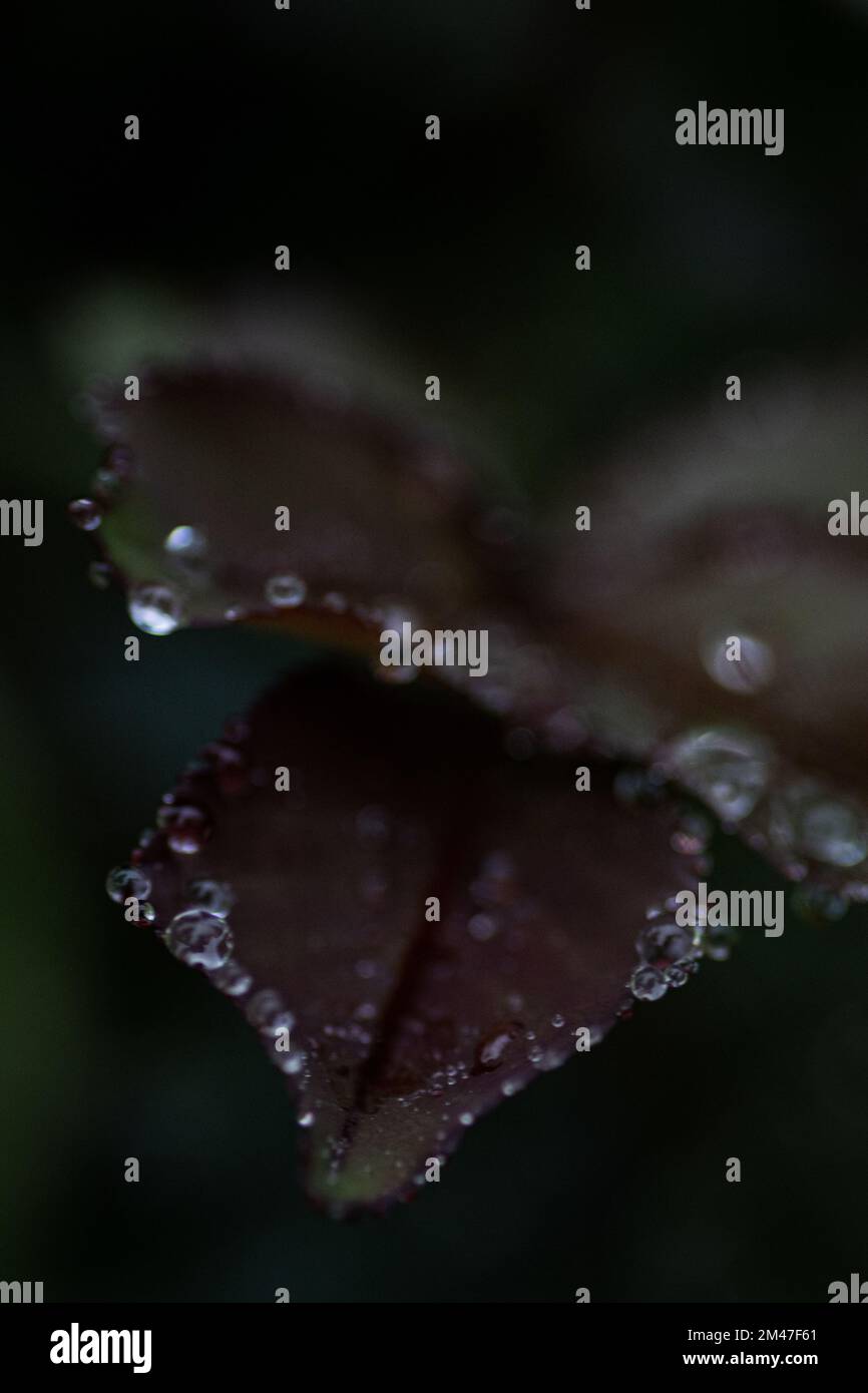After a Summer Rain Shower Stock Photo