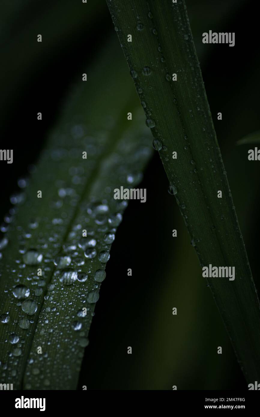 After a Summer Rain Shower Stock Photo