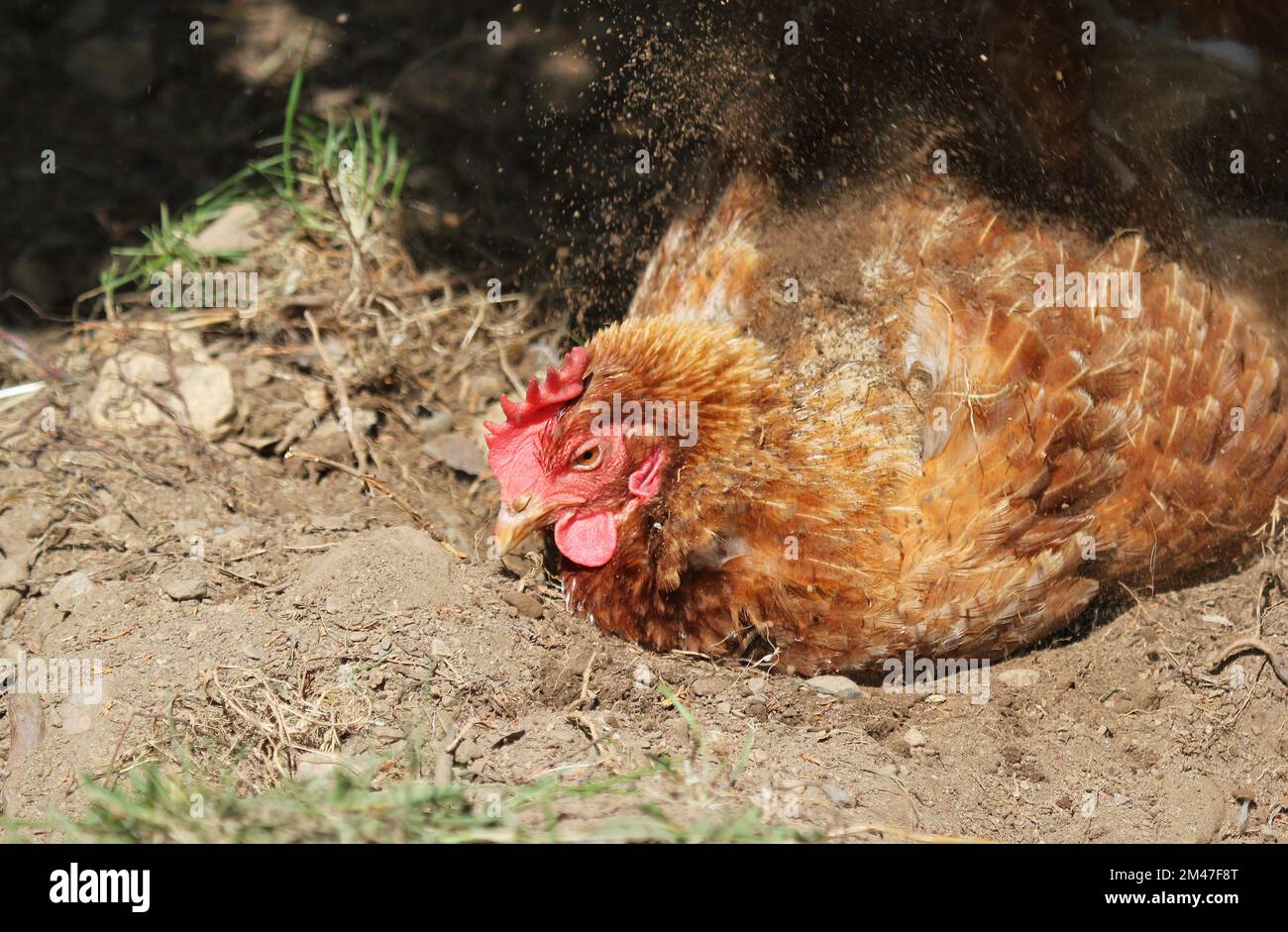 Free range laying chicken or hen enjoying a dust bath. Stock Photo