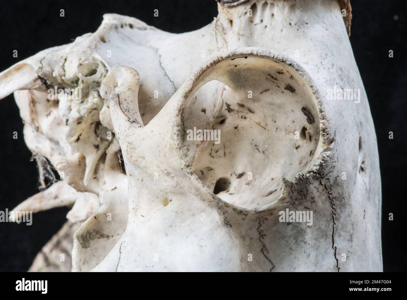 Ovis aries, weathered domestic sheep skull with pair of horns,large eye orbits and  with upper molars intact Stock Photo