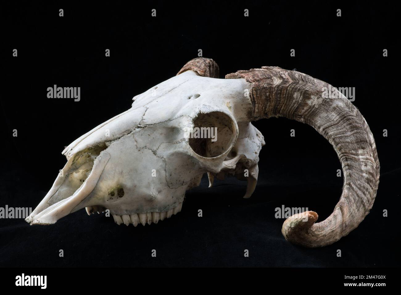 Ovis aries, weathered domestic sheep skull with pair of horns,large eye orbits and  with upper molars intact Stock Photo