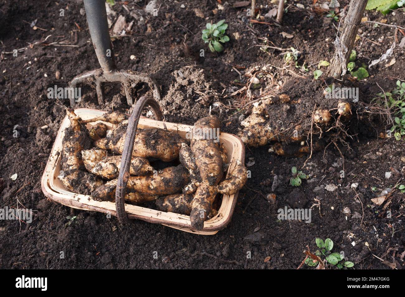 Helianthus tuberosus. Harvesting Jerusalem Artichokes. Stock Photo