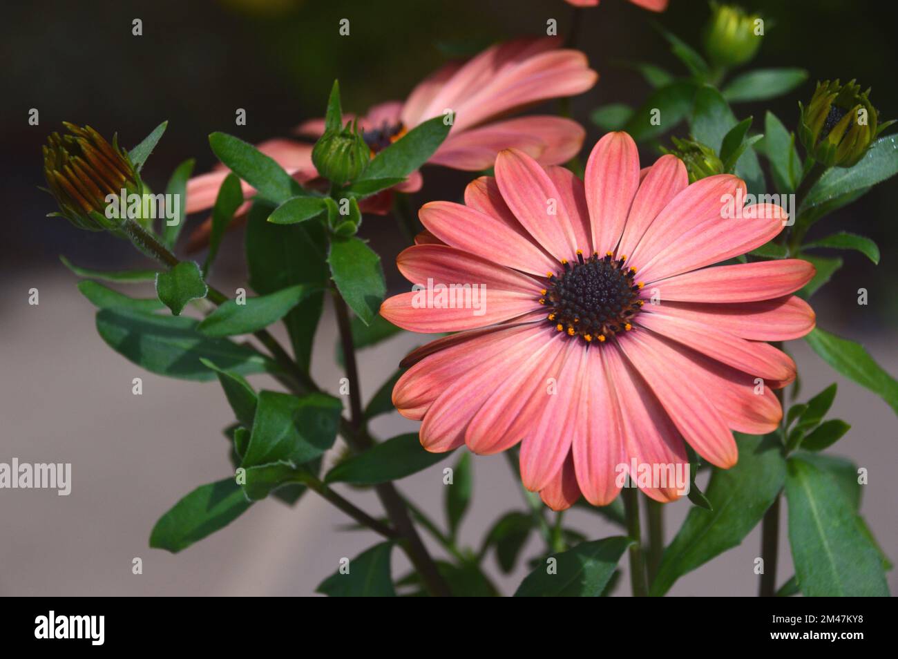 Single Orange Osteospermum Tradewinds Terracotta (Cape/African Daisy