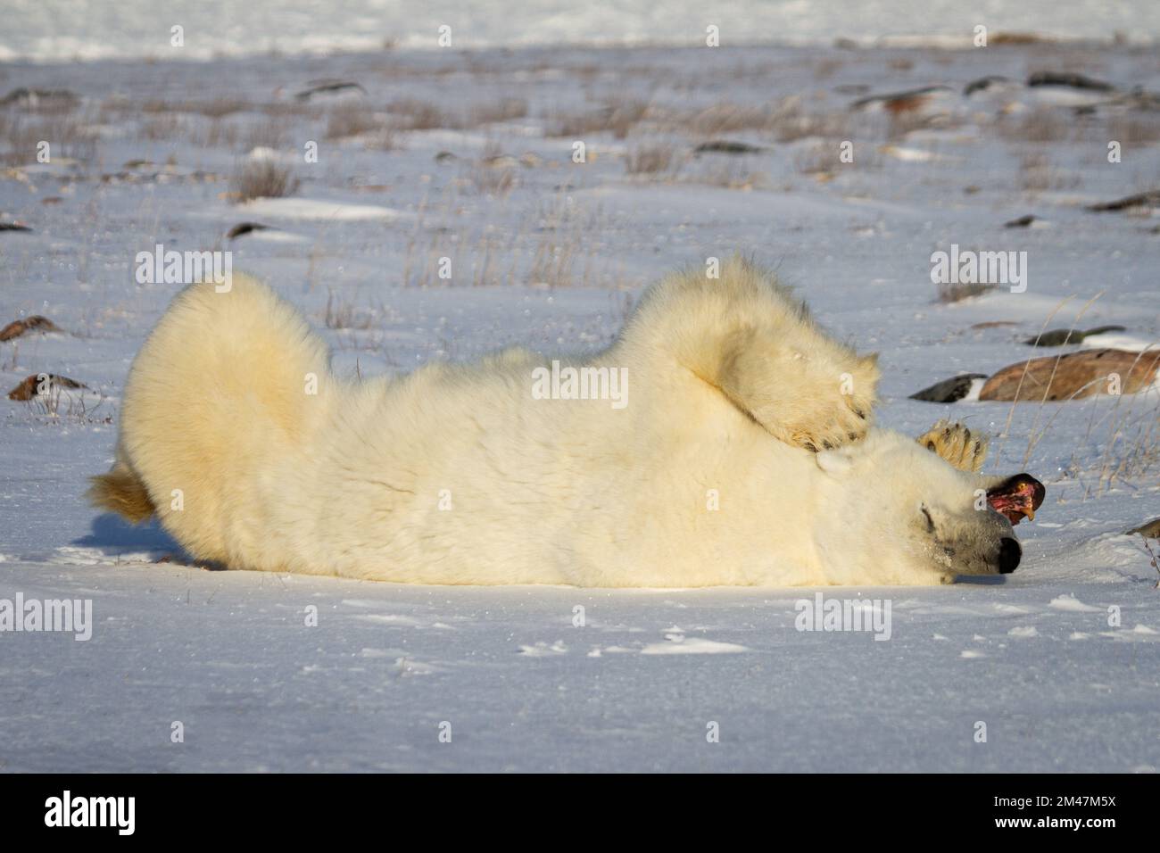 A polar bear rolling around in the snow with legs in the air while yawning or growling, near Churchill, Manitoba Canada Stock Photo