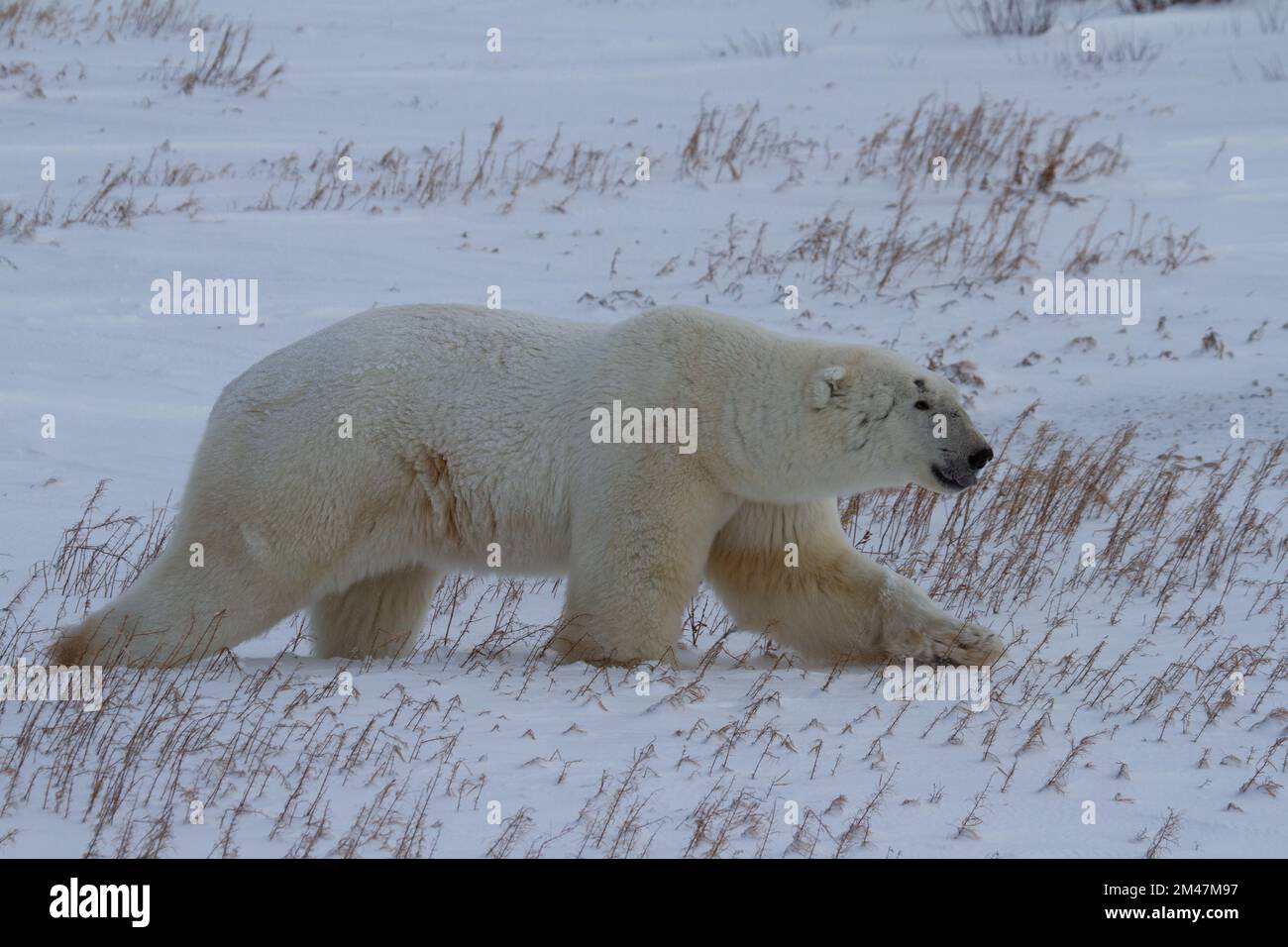 Polar bear or Ursus maritimus walking along on snow in low light, near Churchill, Manitoba Canada Stock Photo