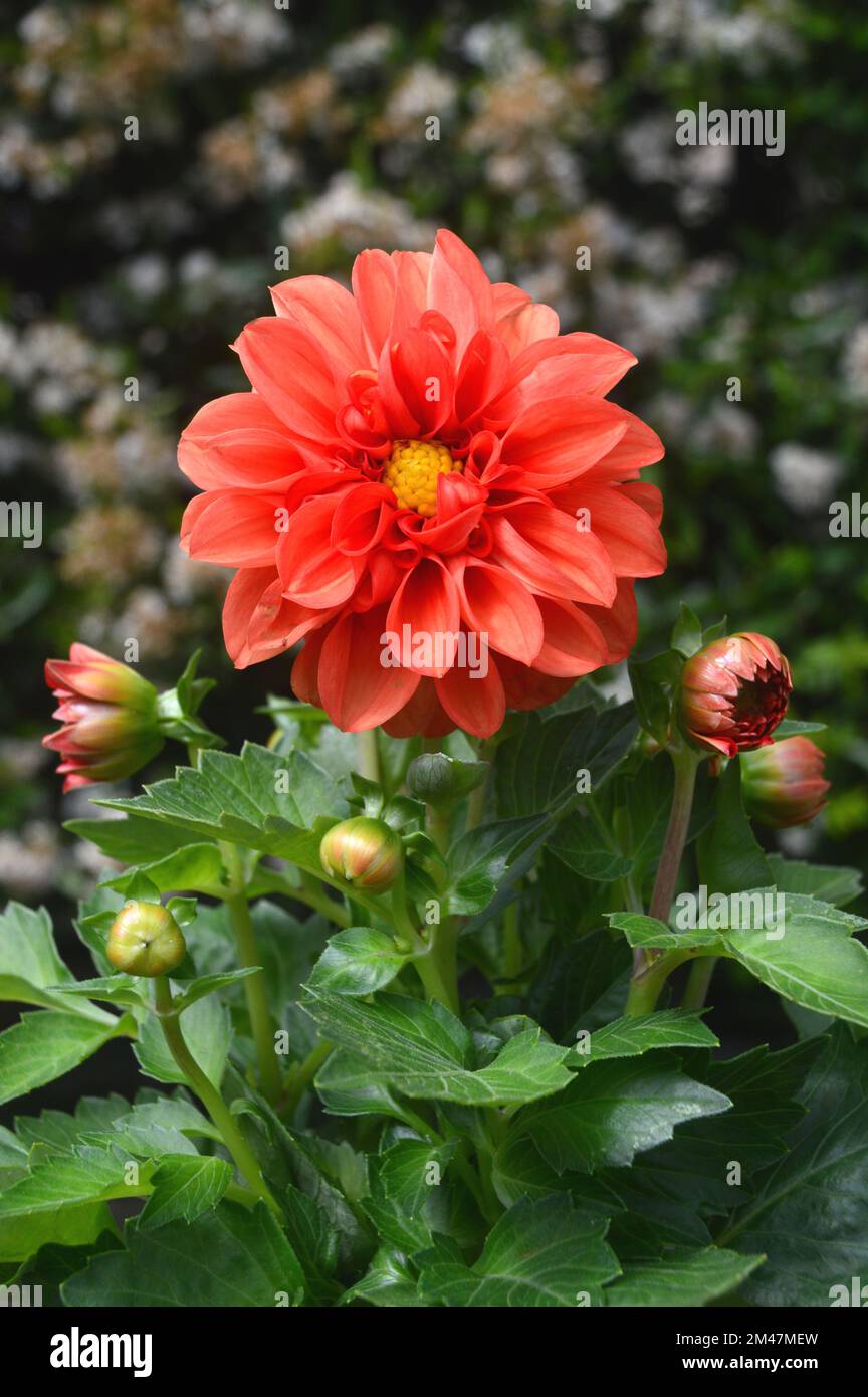 Dahlia Dahlietta in Pot Dahlia Dahlietta in Pot