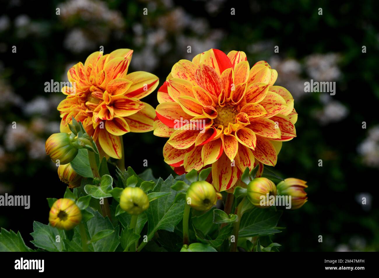 Really Interesting Facts About Dahlia Flowers And Their, 57 OFF
