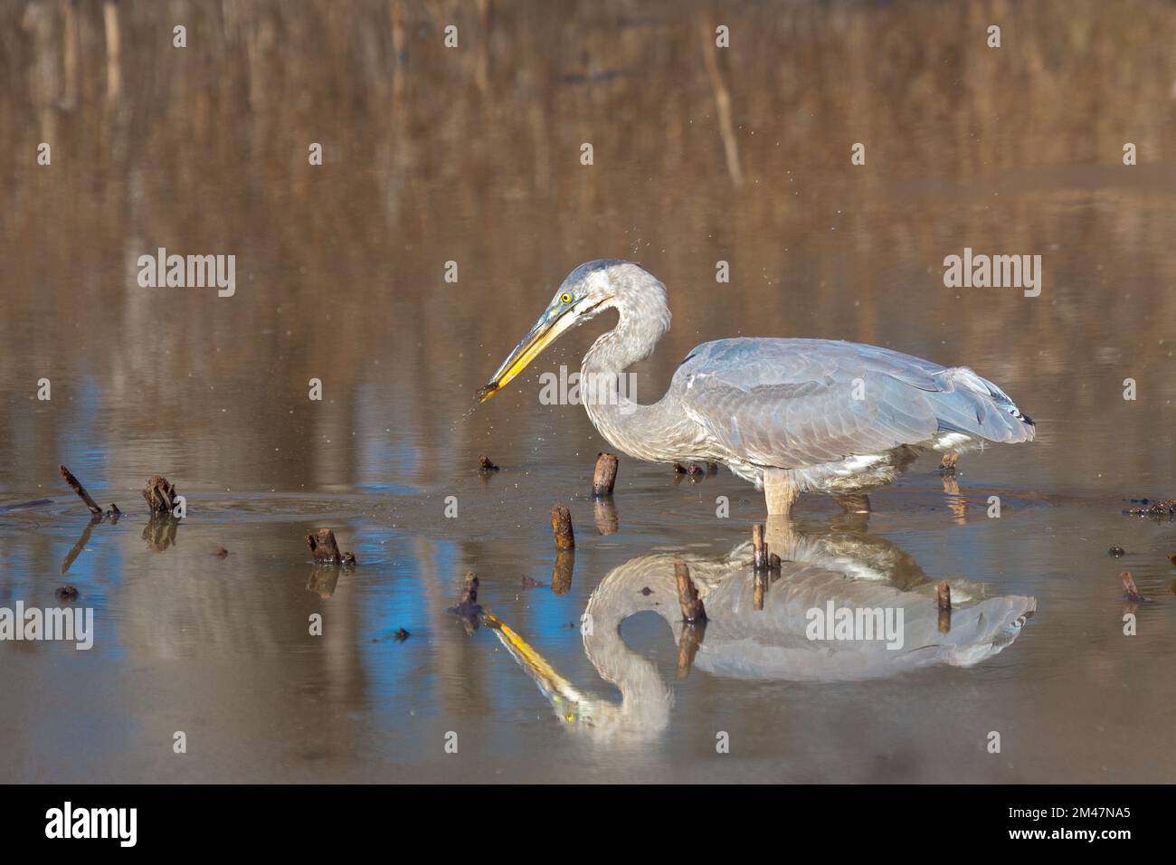 After patiently hunting for food in a darkened swamp a great blue Biology Diagrams