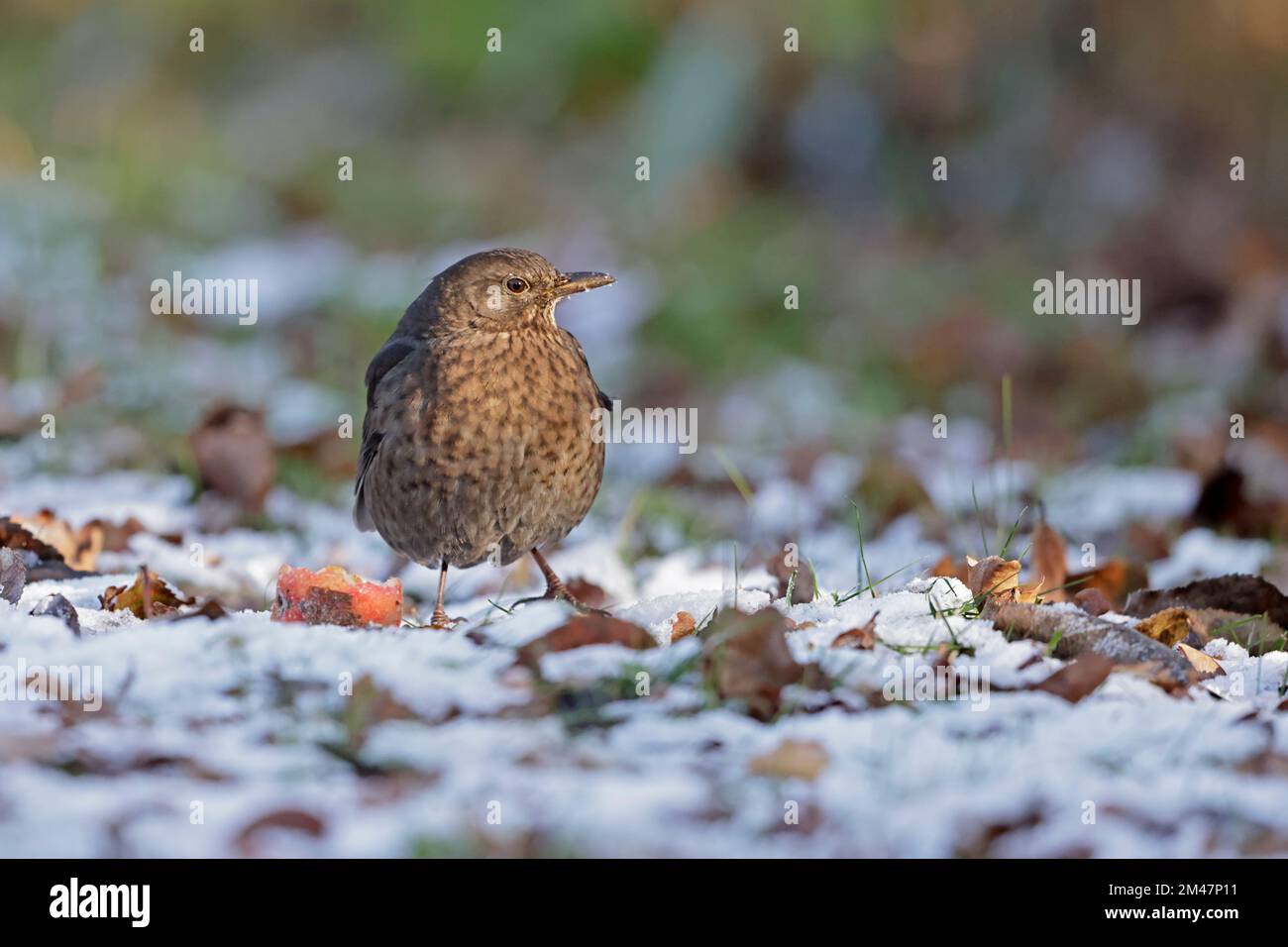 Female Common Blackbird eating apples in the Forest of Dean Gloucestershire UK Stock Photo