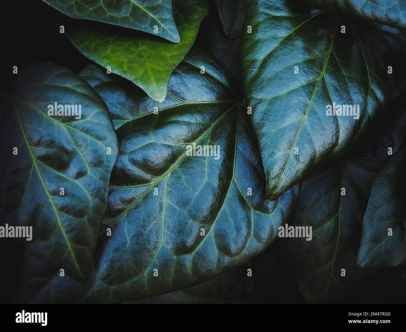 Green plant leaves background. Dark natural leaves foliage close up