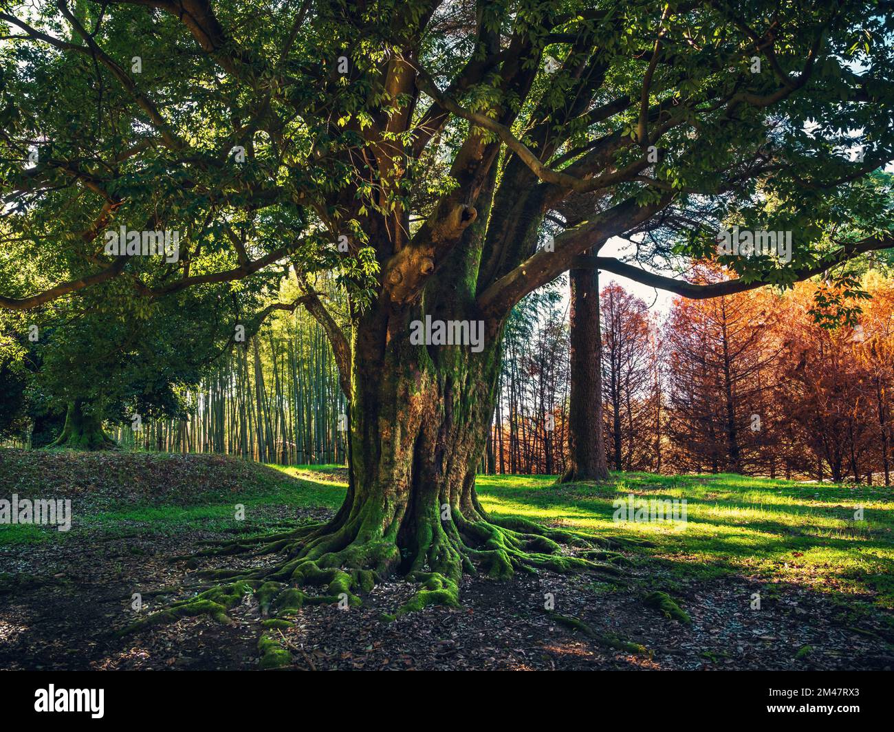 Beautiful tree with powerful roots covered with moss in the autumn forest or park. Stock Photo