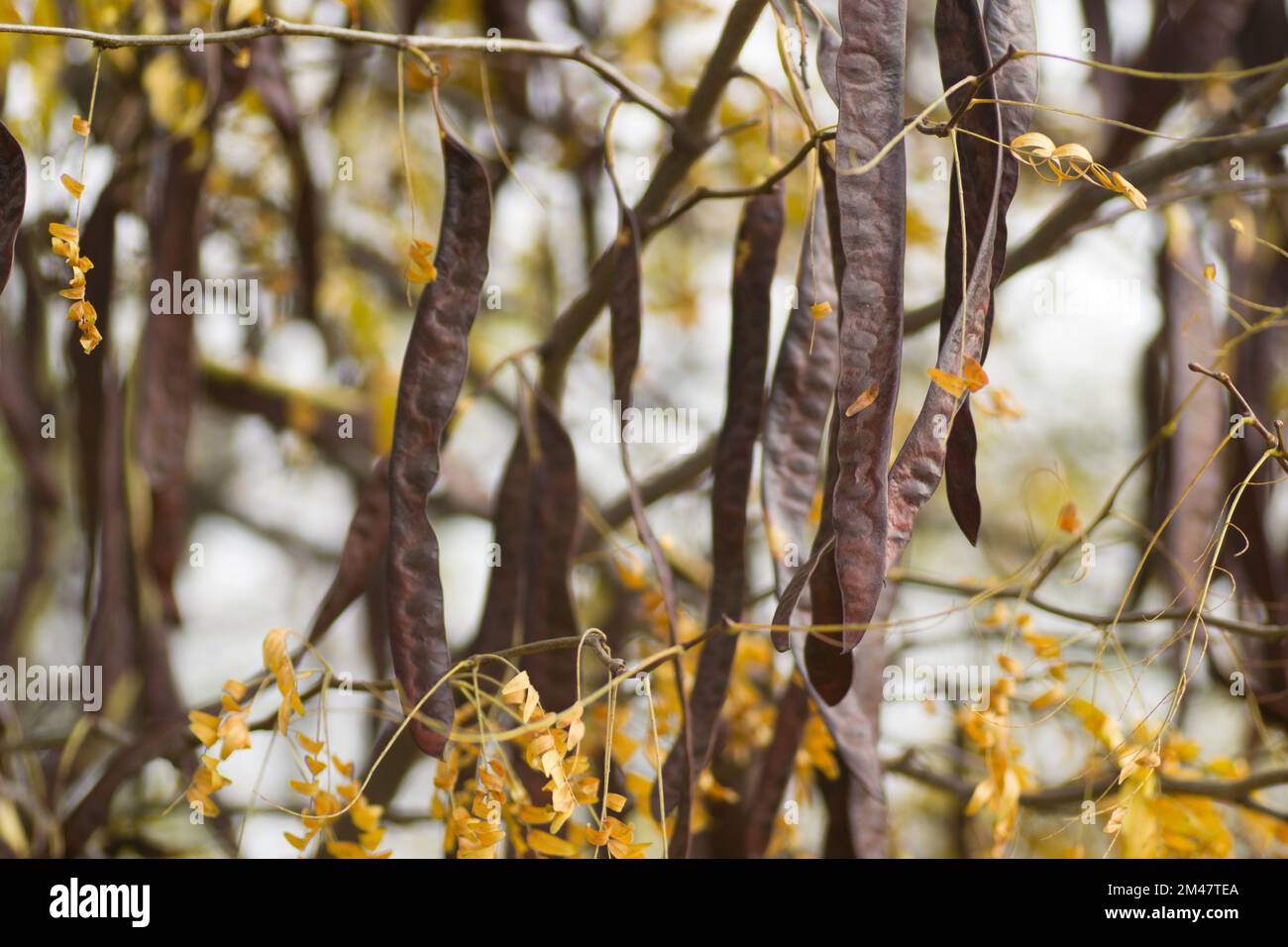 Carob pods on an evergreen tree Carob from the bean family, originally from the Mediterranean