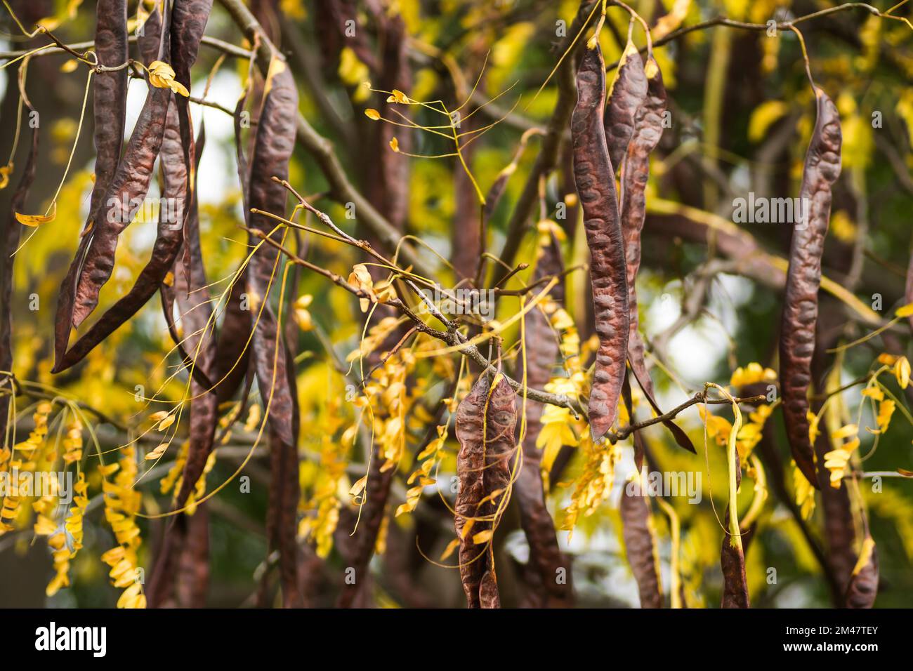 Carob pods on an evergreen tree Carob from the bean family, originally