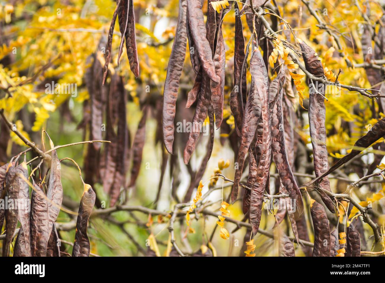 Carob pods on an evergreen tree Carob from the bean family, originally from the Mediterranean