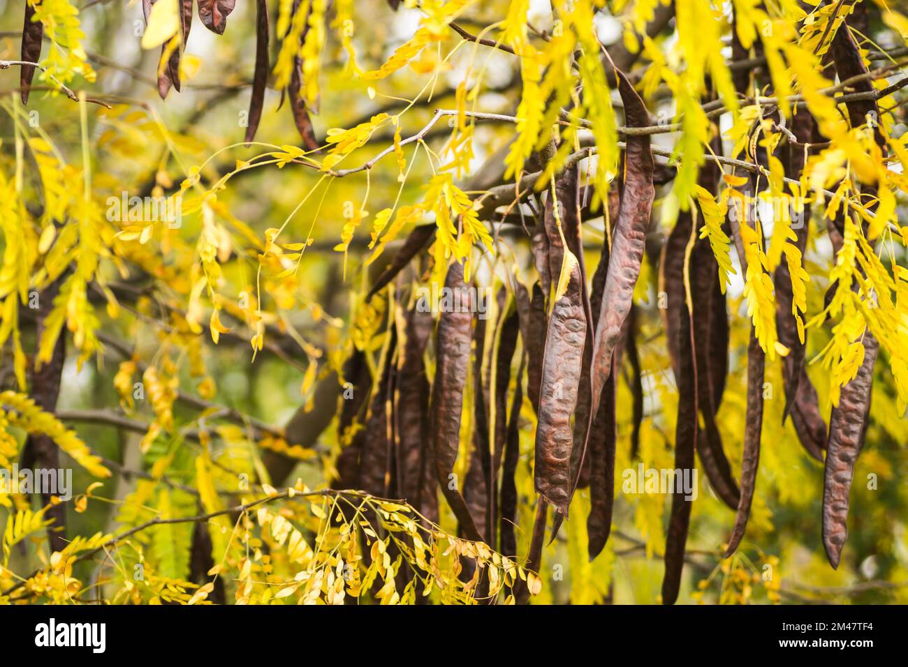 Carob pods on an evergreen tree Carob from the bean family, originally