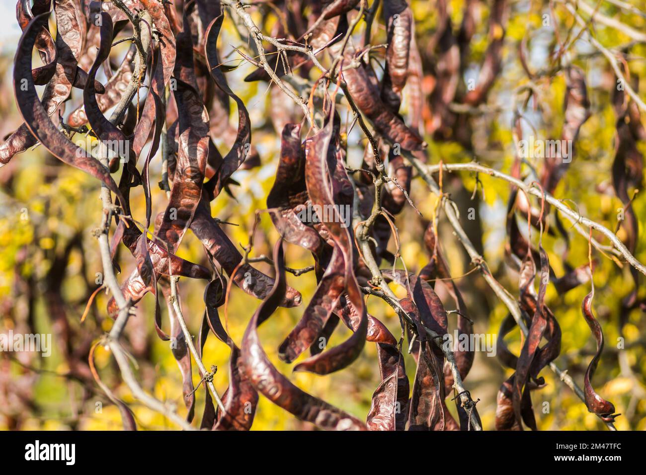 Carob pods on an evergreen tree Carob from the bean family, originally from the Mediterranean