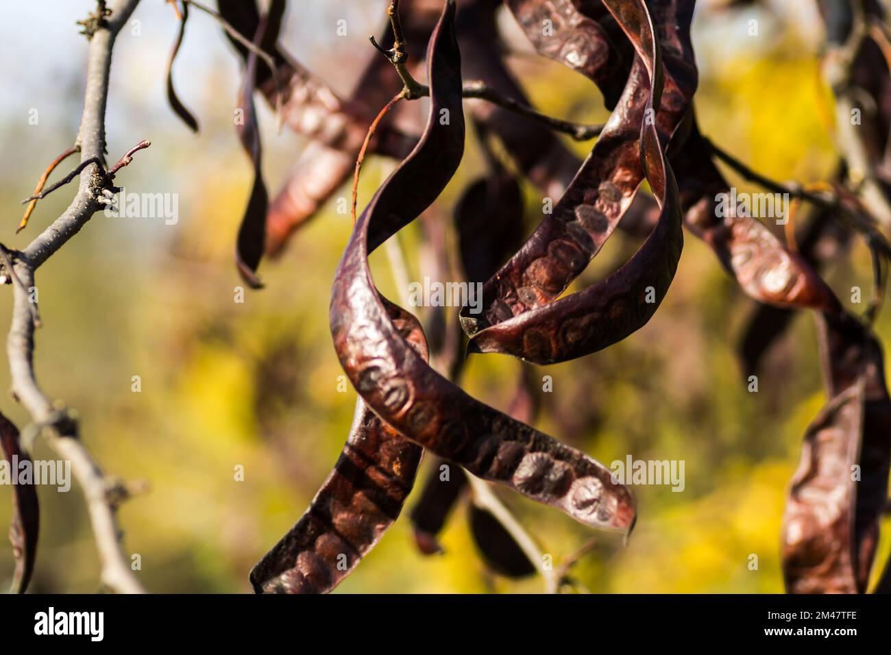 Carob pods on an evergreen tree Carob from the bean family, originally