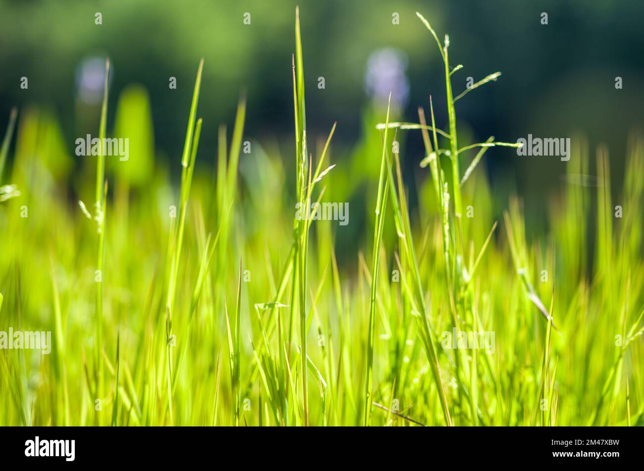 Madison mountain range hires stock photography and images Alamy