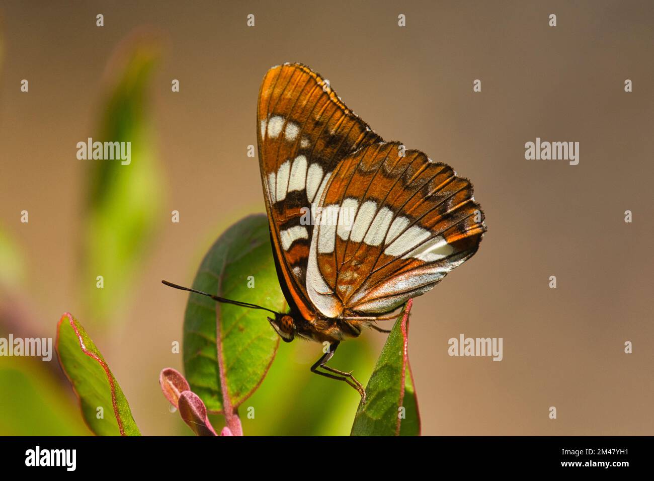 A beautiful Lorquin's Admiral butterfly photographed in a local San Diego, California greenspace. Stock Photo