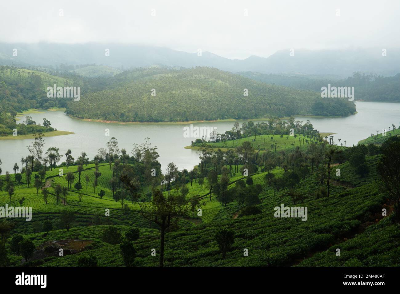 Lush green body hi-res stock photography and images - Alamy