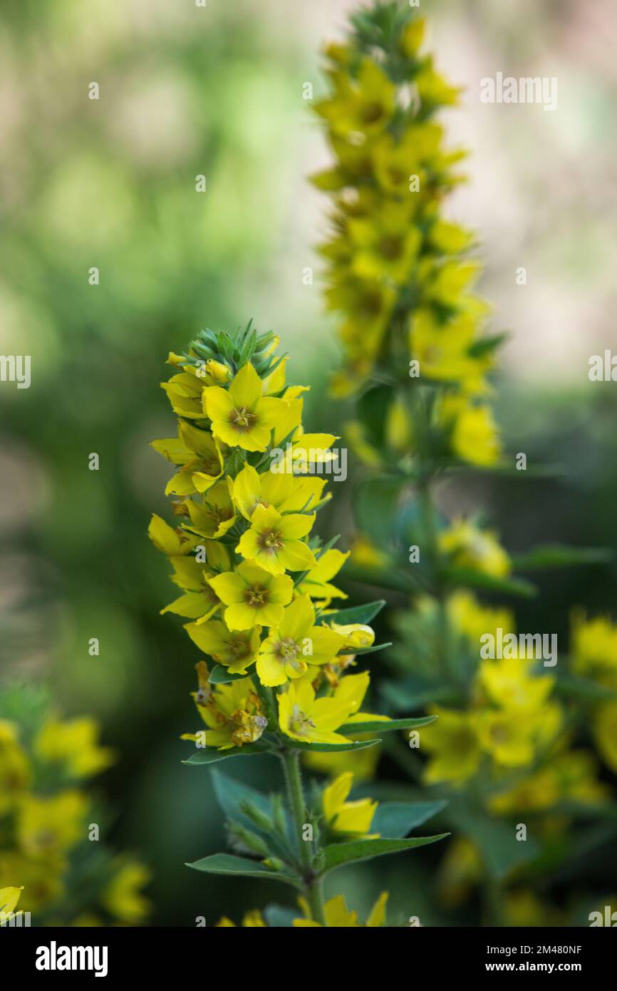 Lysimachia ciliata or fringed loosestrife yellow flowers with green Stock Photo