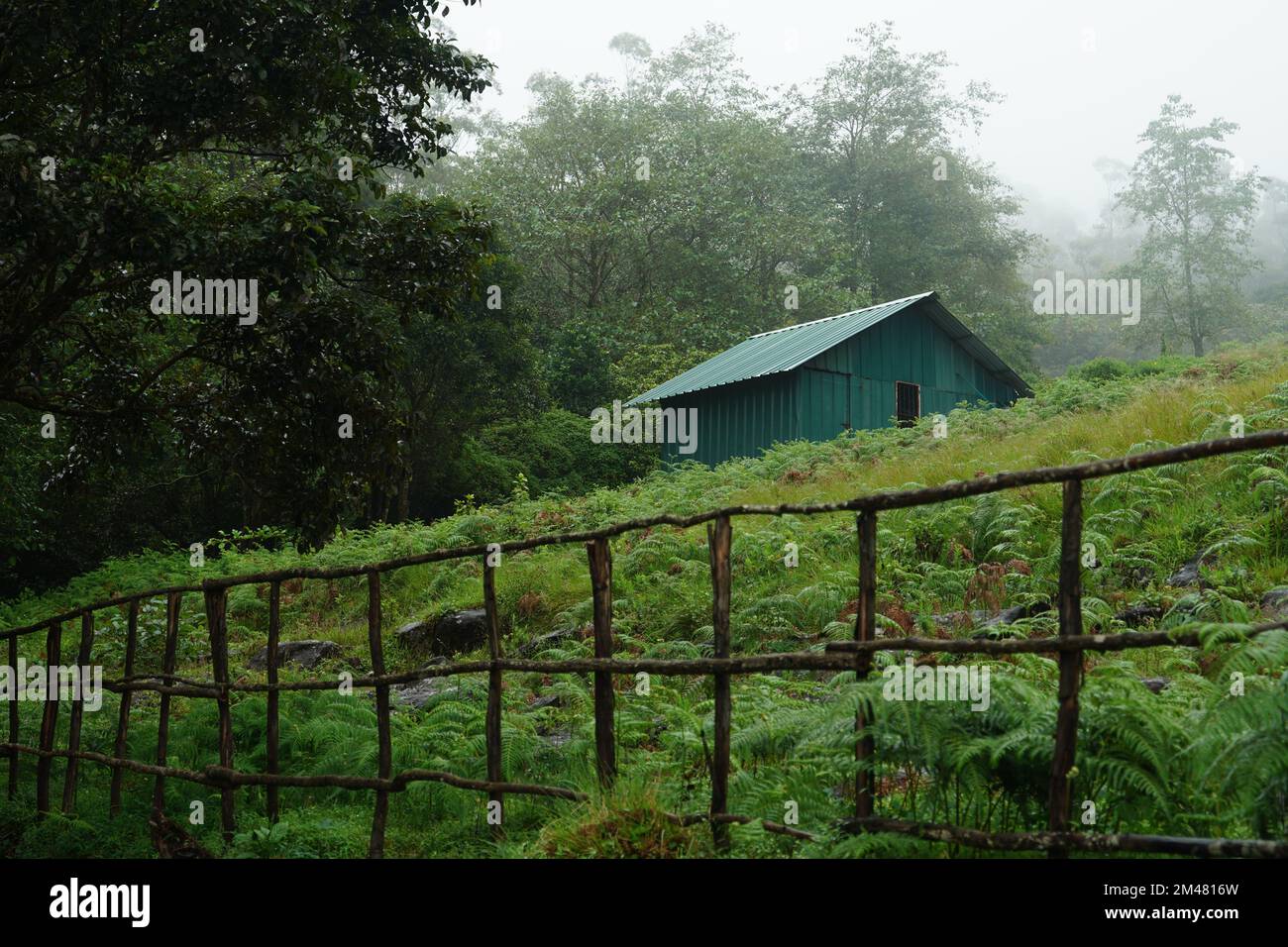 A small green cabin in the middle of a lush green forest Stock Photo ...