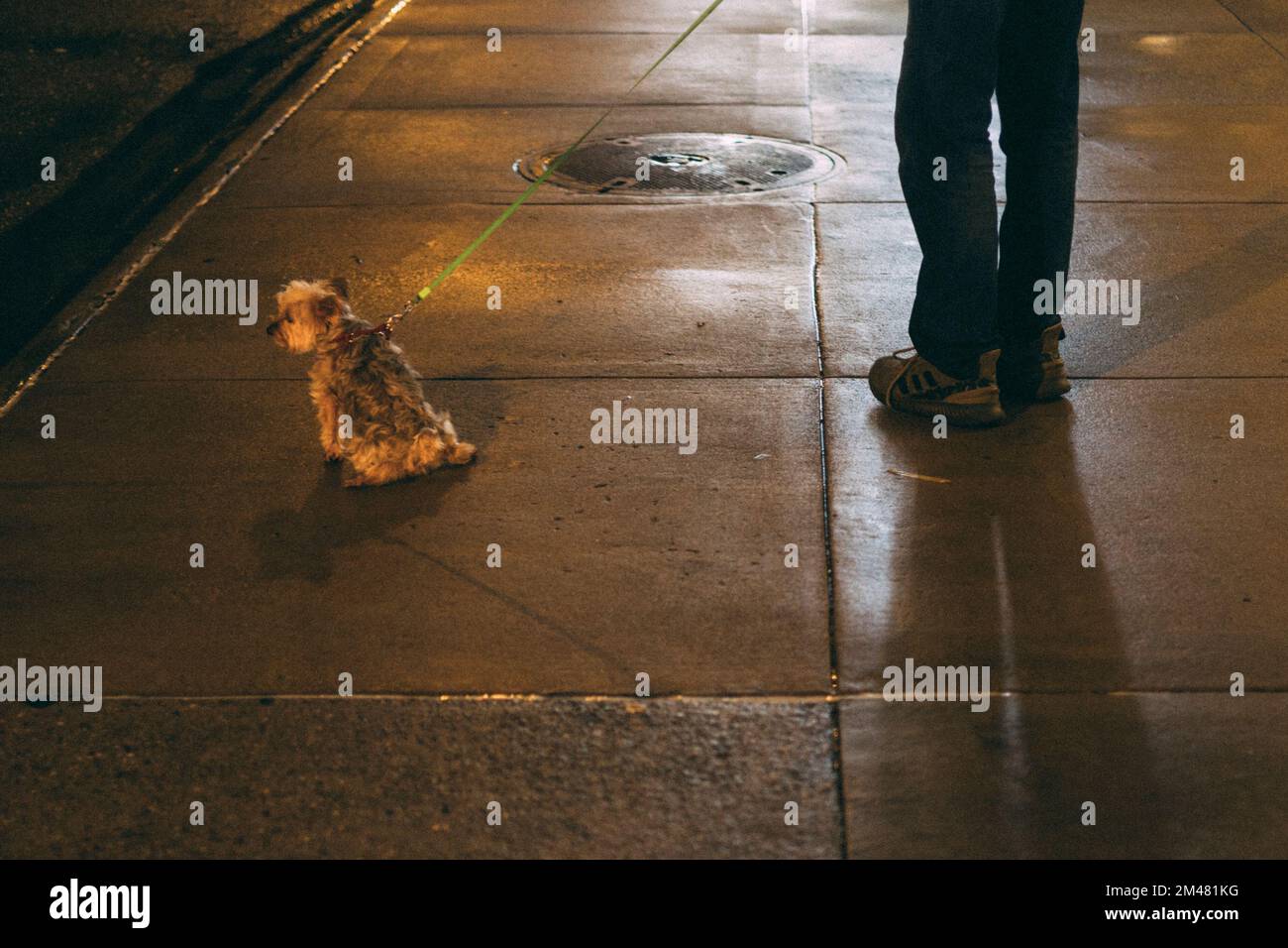 New York Manhattan, 02.10 - 10.10.22: Ein Hund macht Sitz.  Foto: pressefoto Mika Volkmann Stock Photo