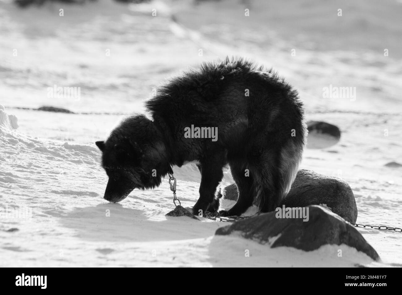 Black and white photo of a husky dog chained up snow in the background, near Hudson Bay, Churchill, Manitoba, Canada Stock Photo