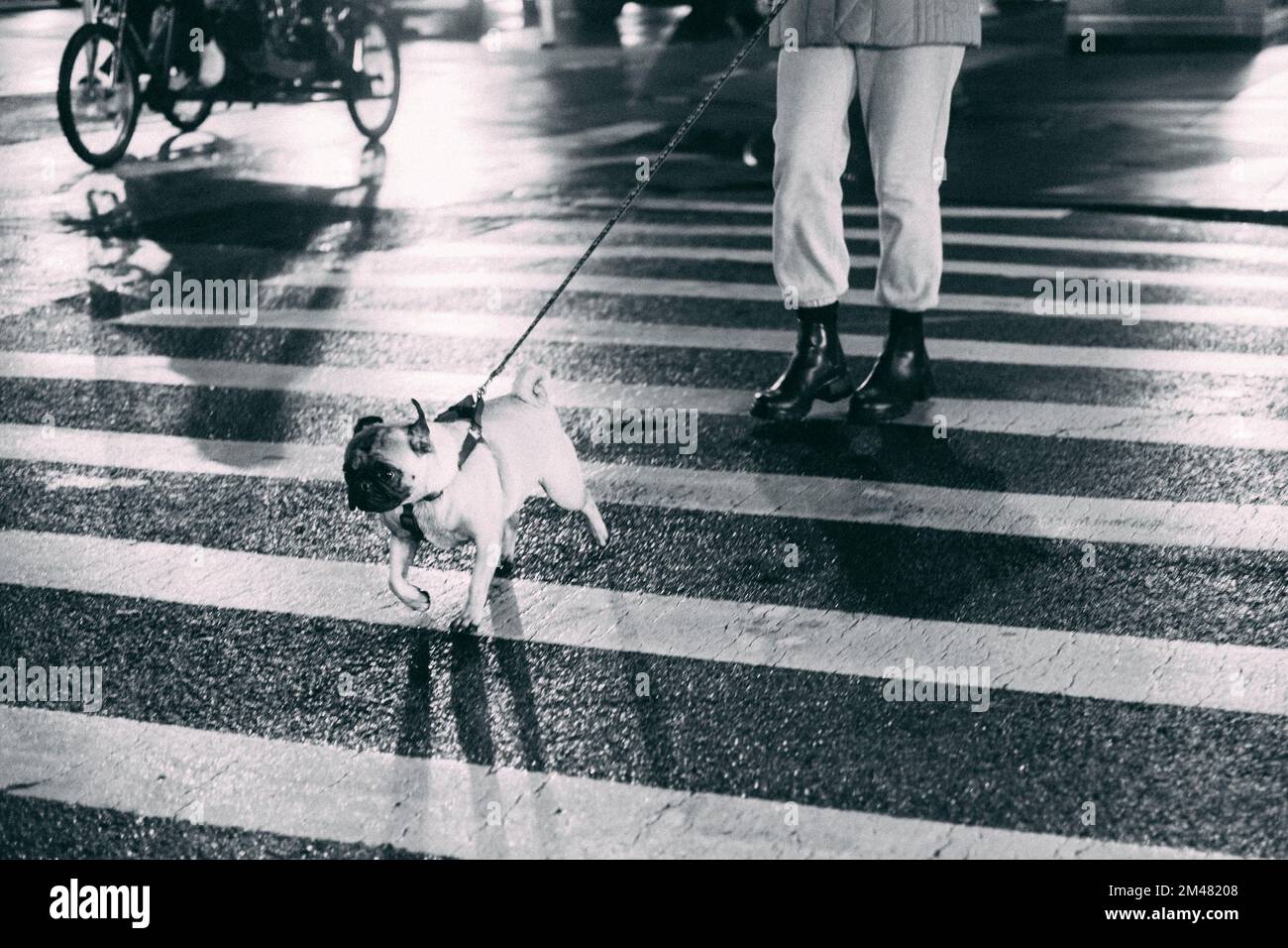 New York Manhattan, 02.10 - 10.10.22: Ein Hunde wird Gassi geführt.  Foto: pressefoto Mika Volkmann Stock Photo