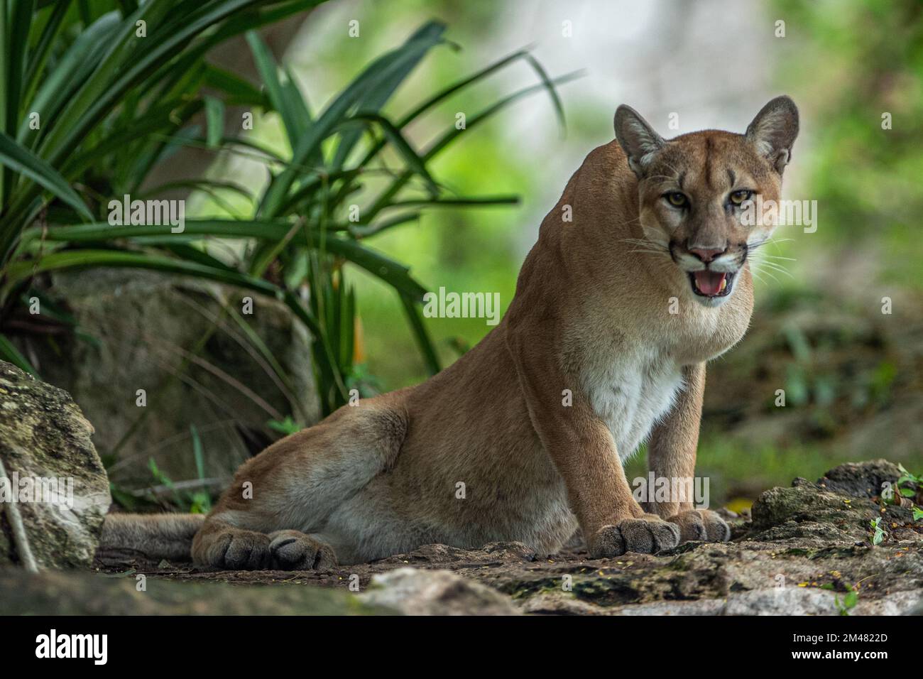 A Puma seen resting in their habitat inside the Xcaret Park Zoo Stock Photo  - Alamy