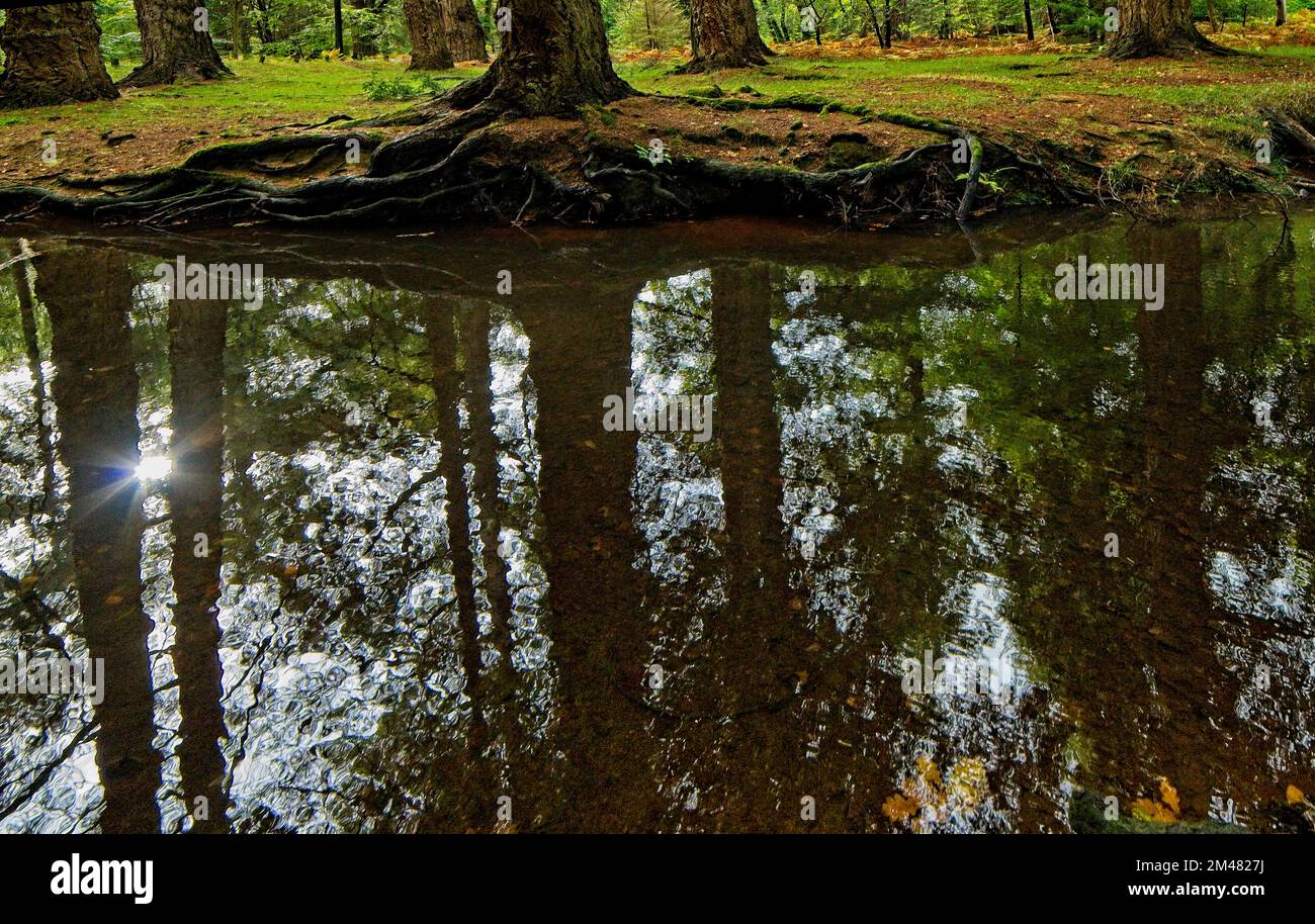Reflection dense coniferous trees hi-res stock photography and images ...