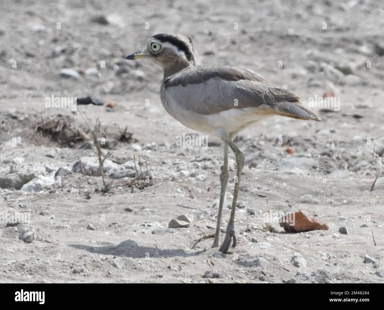 A peruvian thick-knee (Burhinus superciliaris) on a demolished industrial site. Pisco Marshes, Pisco, Ica, Peru. Stock Photo