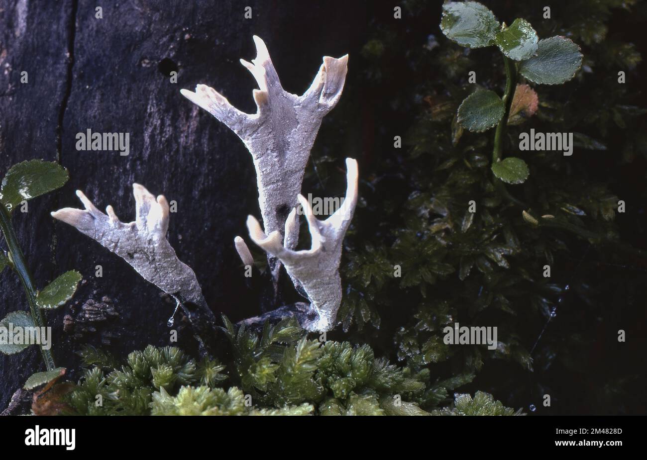 Cluster of stag Horn fungus growing on rotting tree stump Stock Photo