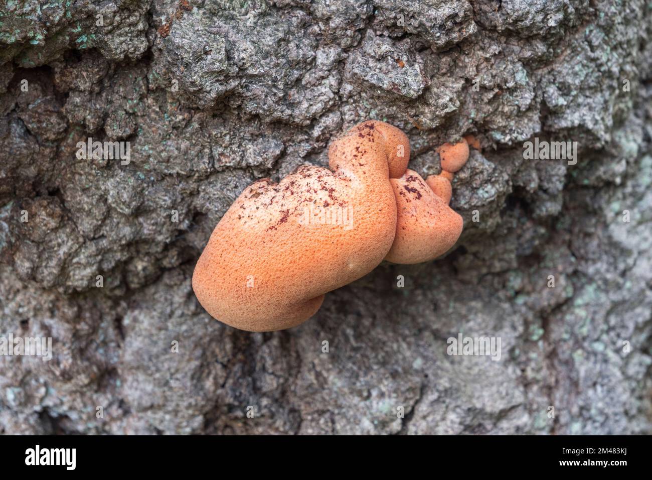 Close up of a orange fungi on tree bark in Windsor Great Park, Surrey, UK. Stock Photo