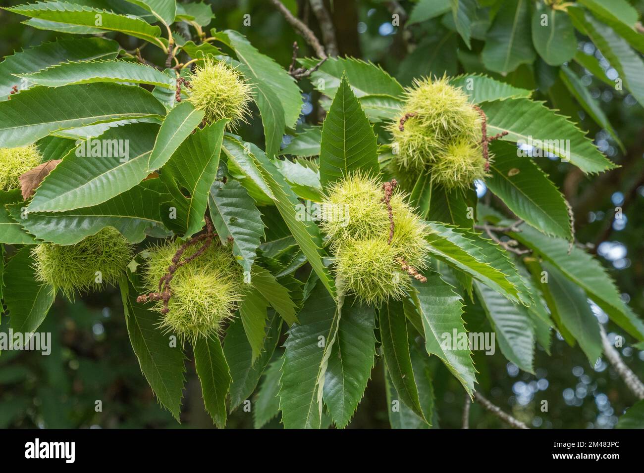 Close up of the prickly, green seed cases on a sweet chestnut tree in Windsor Great Park, Surrey, UK. Stock Photo