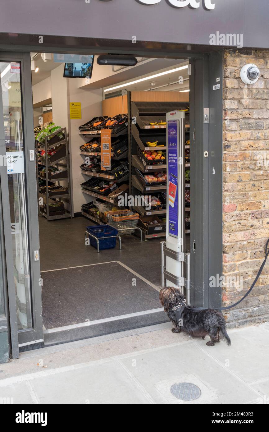 Cute picture of a small dog waiting expectantly at a supermarket door