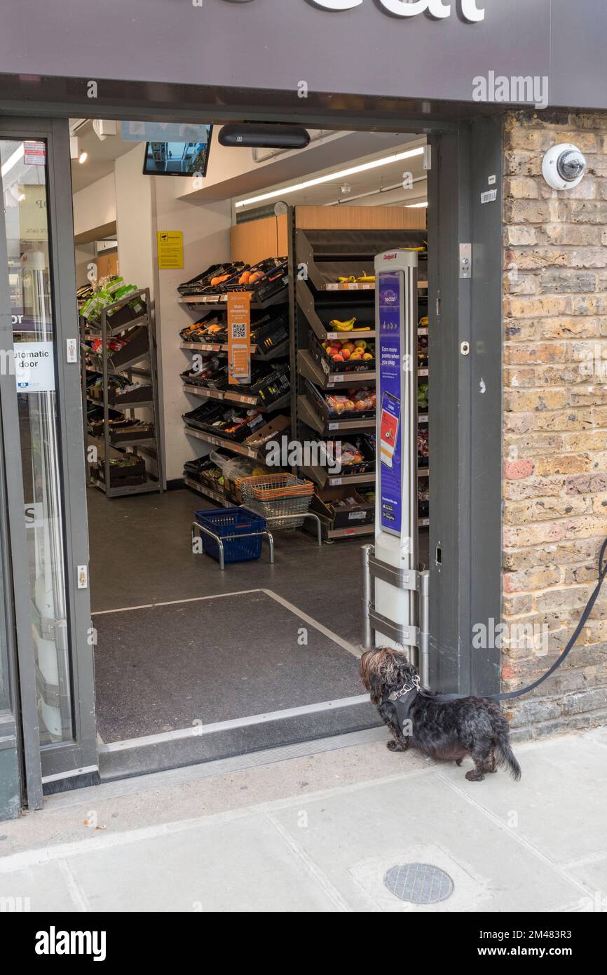 Cute picture of a small dog waiting expectantly at a supermarket door for its owner, Barnes, London, UK. Stock Photo